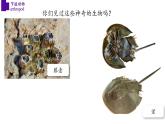 5.1.3+节肢动物（第二课时）-【精华备课】2023-2024学年八年级生物上册同步教学课件（人教版）