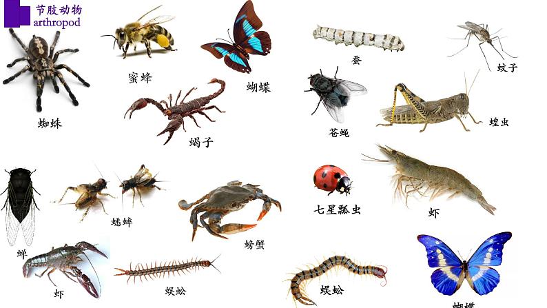 5.1.3+节肢动物（第二课时）-【精华备课】2023-2024学年八年级生物上册同步教学课件（人教版）04