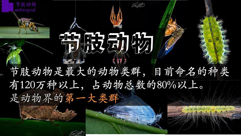 5.1.3+节肢动物（第二课时）-【精华备课】2023-2024学年八年级生物上册同步教学课件（人教版）05