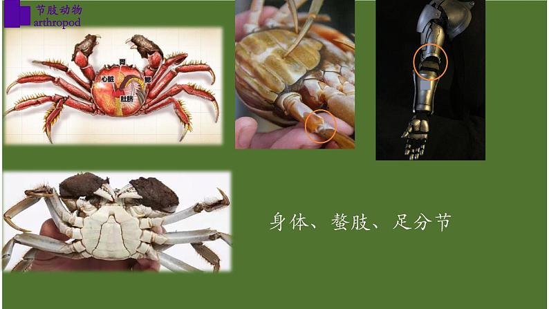 5.1.3+节肢动物（第二课时）-【精华备课】2023-2024学年八年级生物上册同步教学课件（人教版）07