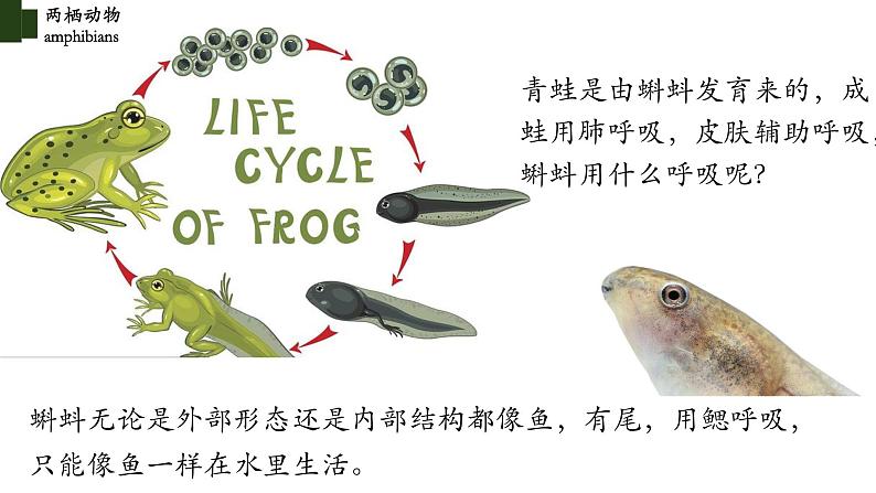 5.1.5 两栖动物（第一课时）-【精华备课】2023-2024学年八年级生物上册同步教学课件（人教版）06