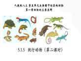 5.1.5 爬行动物（第二课时）-【精华备课】2023-2024学年八年级生物上册同步教学课件（人教版）