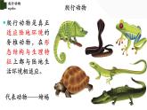 5.1.5 爬行动物（第二课时）-【精华备课】2023-2024学年八年级生物上册同步教学课件（人教版）