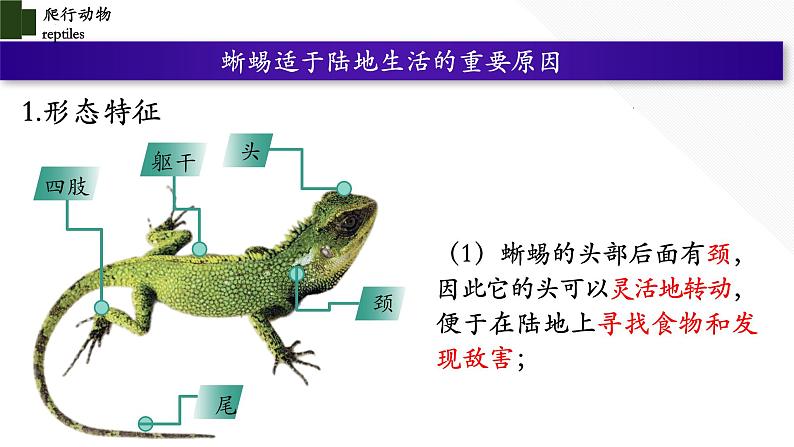 5.1.5 爬行动物（第二课时）第5页