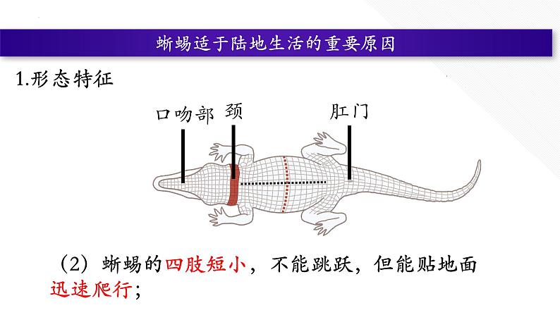 5.1.5 爬行动物（第二课时）第6页