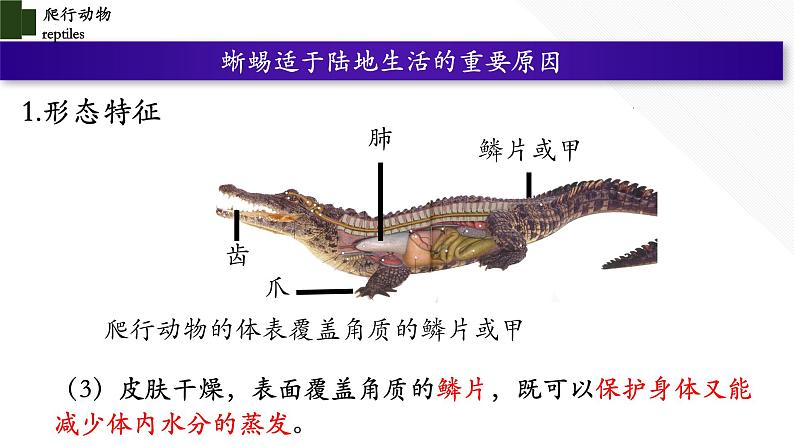 5.1.5 爬行动物（第二课时）第7页