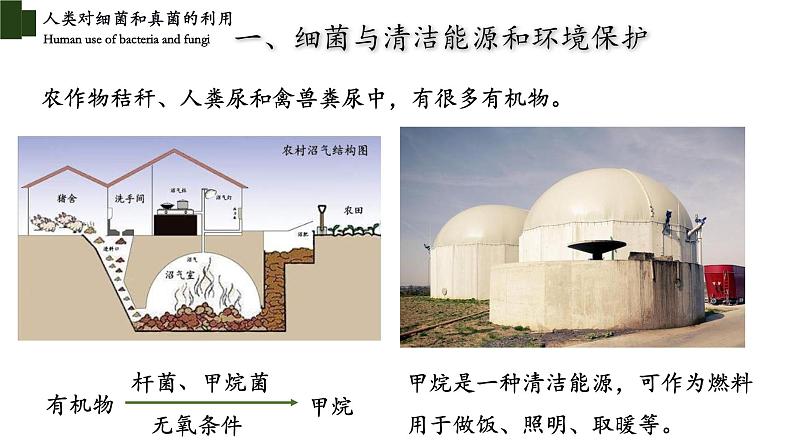 5.4.5 人类对细菌和真菌的利用（第二课时）-【精华备课】2023-2024学年八年级生物上册同步教学课件（人教版）03