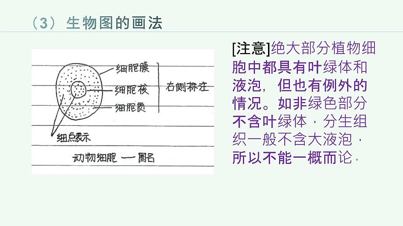 第二单元生物层结构层次复习课件2023--2024学年人教版生物七年级上册08