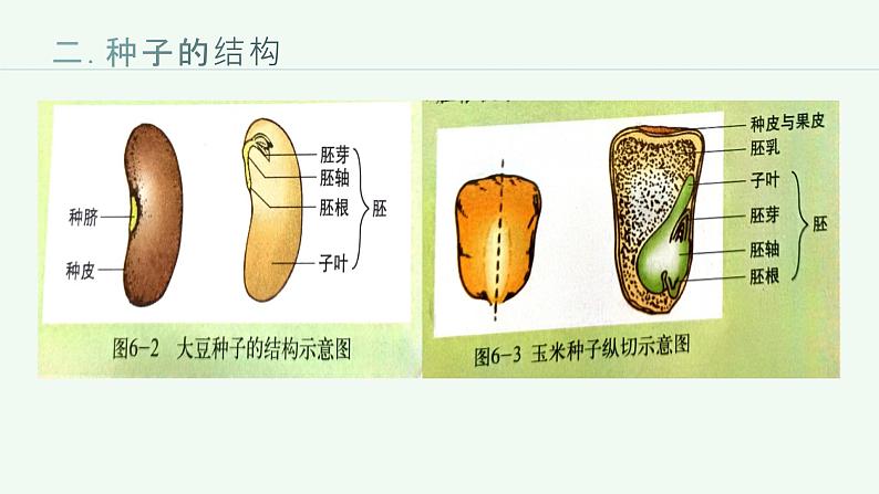 第三单元++生物圈中的绿色植物（一）课件-2023-2024学年人教版生物七年级上册第7页