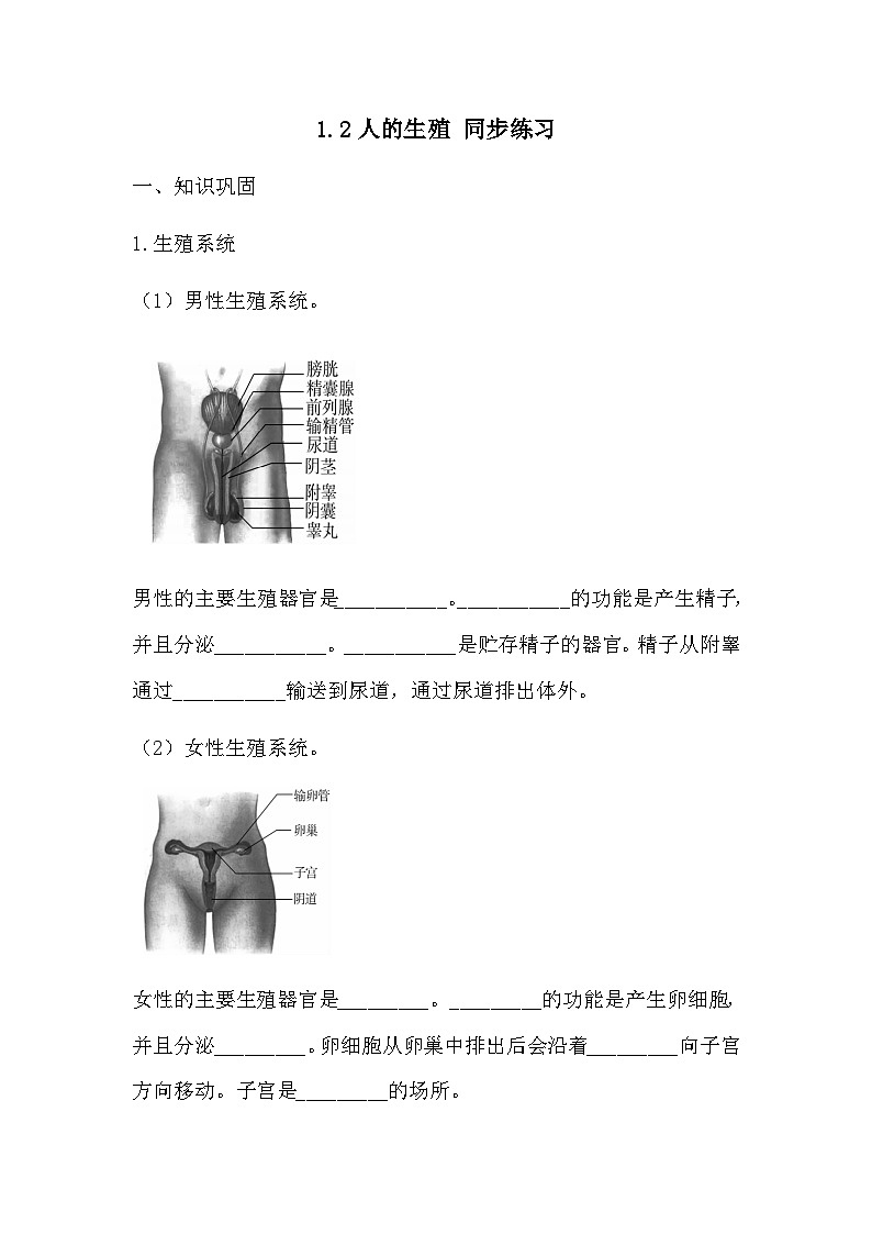 4.1.2++人的生殖++同步练习-2023-2024学年人教版生物七年级下册01