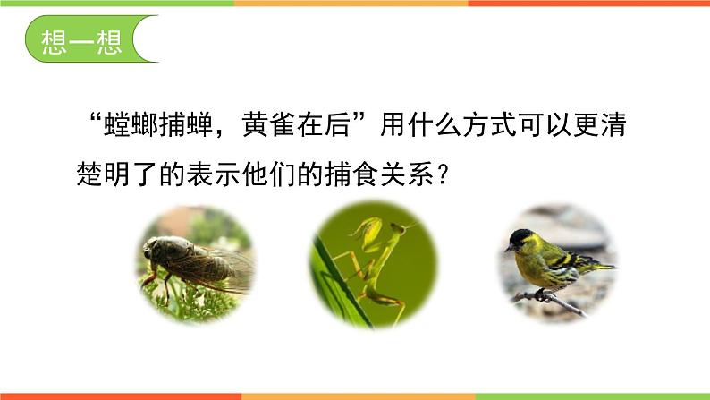 6.2.2+食物链和食物网课件2023--2024学年济南版生物八年级下+册02