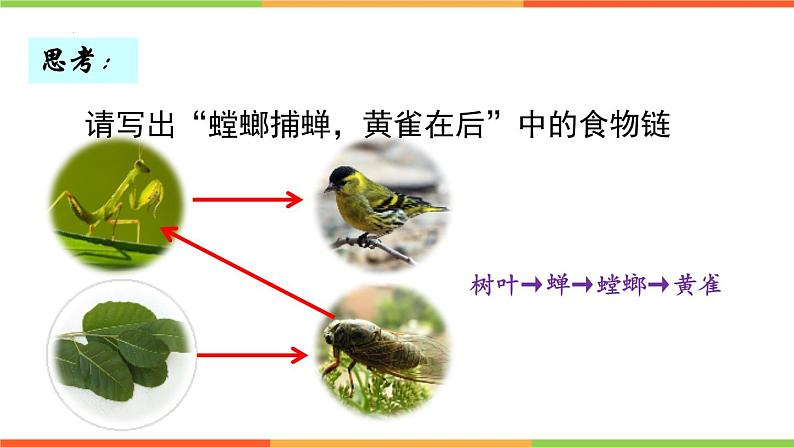 6.2.2+食物链和食物网课件2023--2024学年济南版生物八年级下+册04