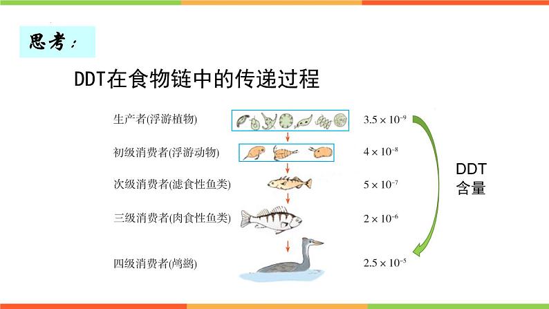 6.2.2+食物链和食物网课件2023--2024学年济南版生物八年级下+册08