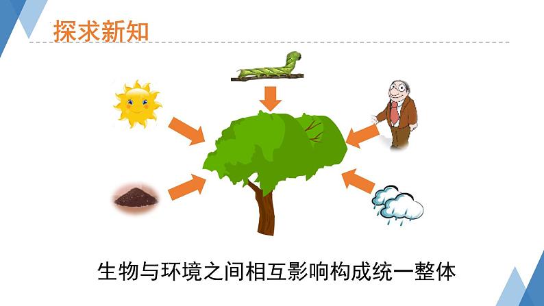 6.2.1+生态系统的组成+课件2023--2024学年济南版生物八年级下+册 (1)03