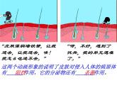 3.6.1++人体的免疫功能++课件-2023-2024学年济南版生物七年级下册
