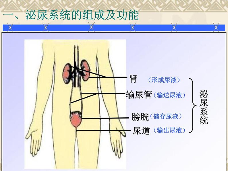 3.4.1尿液的形成和排出课件2023--2024学年济南版生物七年级下册第6页