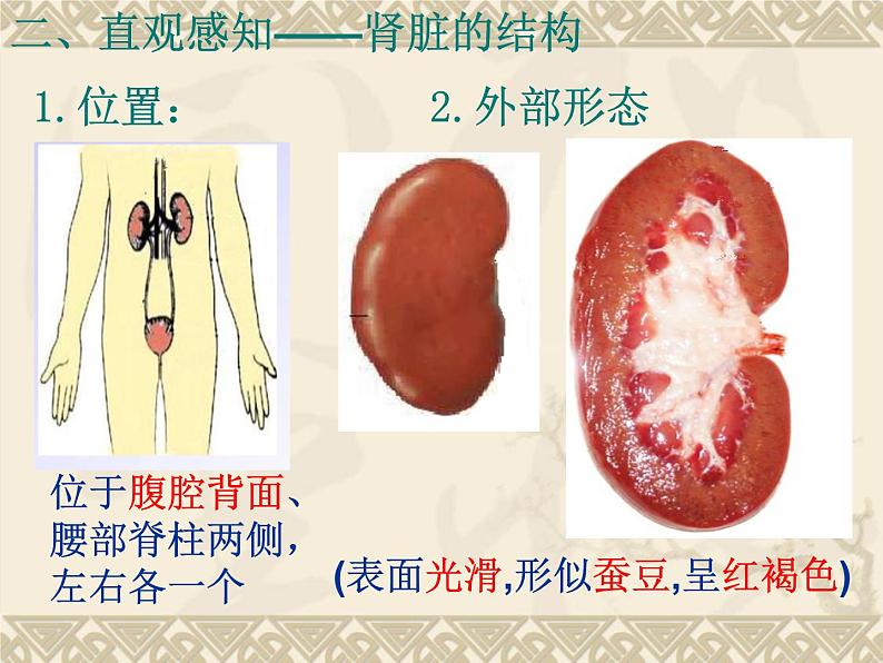 3.4.1尿液的形成和排出课件2023--2024学年济南版生物七年级下册第7页