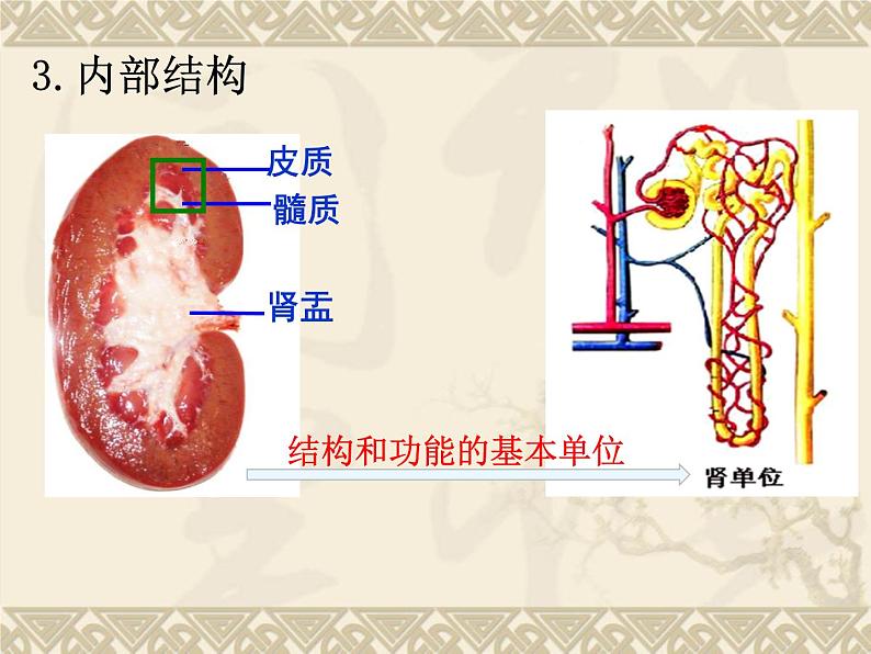 3.4.1尿液的形成和排出课件2023--2024学年济南版生物七年级下册第8页