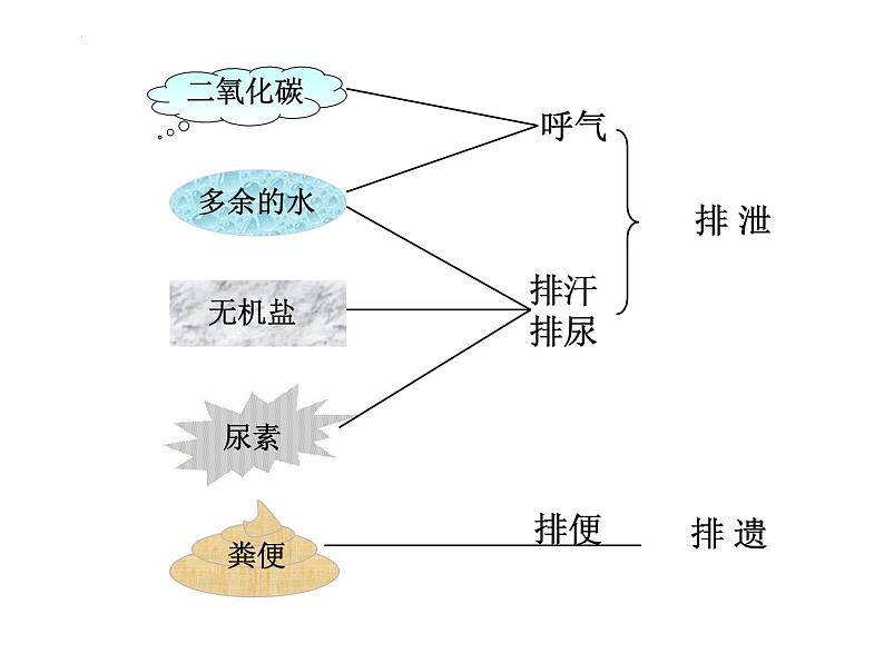 3.4.1++尿液的形成与排出++课件-2023-2024学年济南版生物七年级下册04