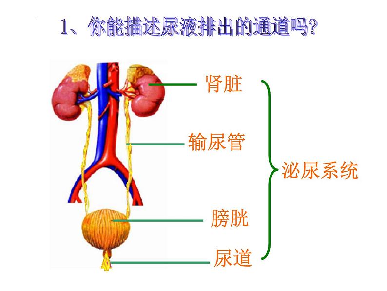 3.4.1++尿液的形成与排出++课件-2023-2024学年济南版生物七年级下册06