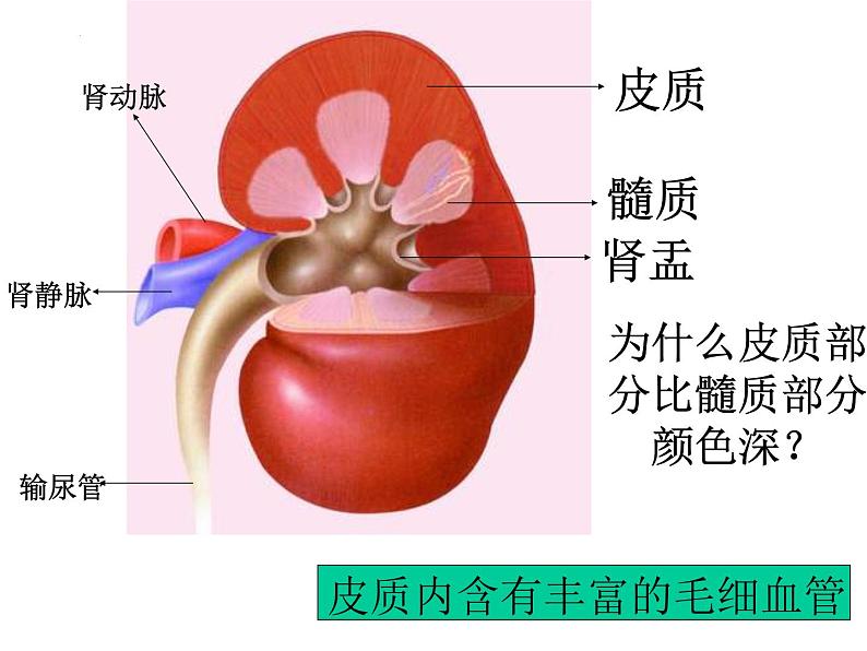 3.4.1++尿液的形成与排出++课件-2023-2024学年济南版生物七年级下册08