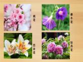 3.2.3++开花与结果++课件-2023-2024学年人教版生物七年级上册