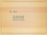 3.2.3++开花与结果++课件-2023-2024学年人教版生物七年级上册