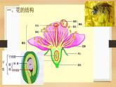 3.2.3++开花与结果++课件-2023-2024学年人教版生物七年级上册