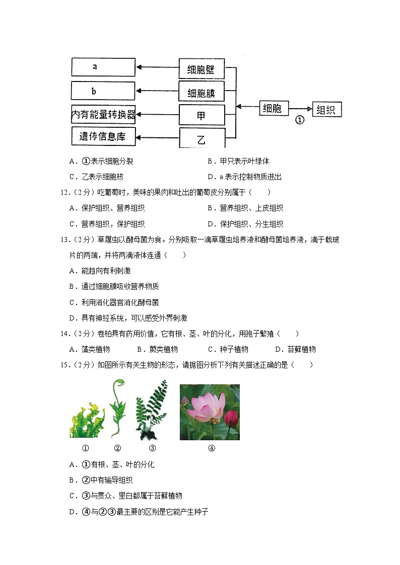 湖南省娄底市2023-2024学年七年级上学期期末生物试卷第3页