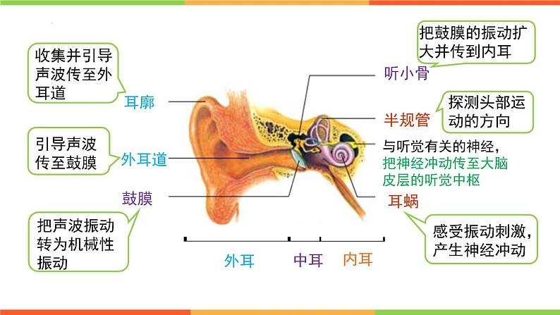 3.5.4人体对周围世界的感知（第2课时）课件-2023-2024学年济南版生物七年级下册07