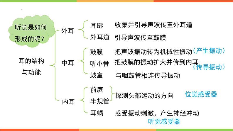 3.5.4人体对周围世界的感知（第2课时）课件-2023-2024学年济南版生物七年级下册08