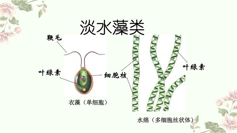 4.1.2 植物的基本类群（教学课件）-2022-2023学年八年级生命科学同步精品课堂（沪教版第二册）第6页