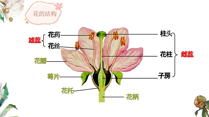 4.1.4 花的结构与植物的繁殖（教学课件）-2022-2023学年八年级生命科学同步精品课堂（沪教版第二册）第5页