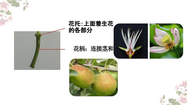 4.1.4 花的结构与植物的繁殖（教学课件）-2022-2023学年八年级生命科学同步精品课堂（沪教版第二册）第6页