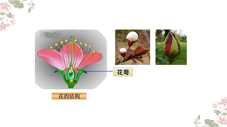 4.1.4 花的结构与植物的繁殖（教学课件）-2022-2023学年八年级生命科学同步精品课堂（沪教版第二册）第7页