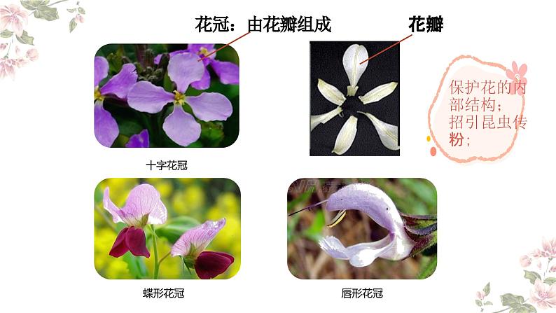 4.1.4 花的结构与植物的繁殖（教学课件）-2022-2023学年八年级生命科学同步精品课堂（沪教版第二册）第8页