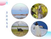 4.2.1 脊椎动物（三）鸟类（教学课件）-2022-2023学年八年级生命科学同步精品课堂（沪教版第二册）