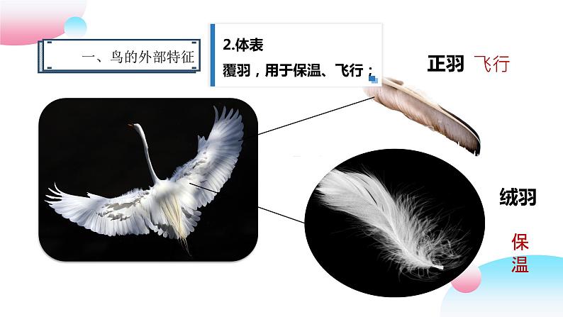 4.2.1 脊椎动物（三）鸟类（教学课件）-2022-2023学年八年级生命科学同步精品课堂（沪教版第二册）第5页