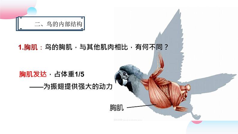 4.2.1 脊椎动物（三）鸟类（教学课件）-2022-2023学年八年级生命科学同步精品课堂（沪教版第二册）第8页