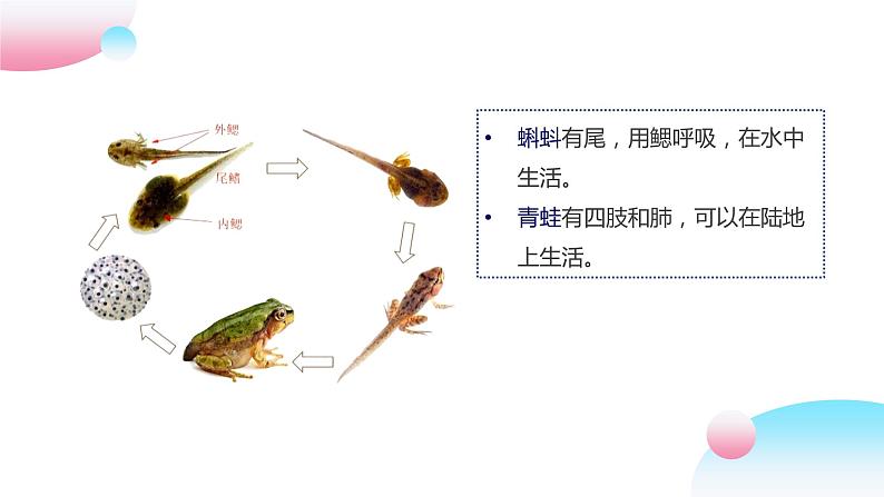 4.2.1 脊椎动物（二）两栖类和爬行类（教学课件）-2022-2023学年八年级生命科学同步精品课堂（沪教版第二册）第5页