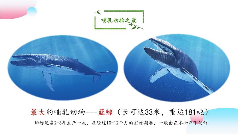 4.2.1 脊椎动物（四）哺乳类（教学课件）-2022-2023学年八年级生命科学同步精品课堂（沪教版第二册）第4页