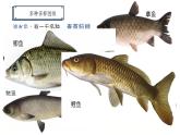 4.2.1+脊椎动物（一）鱼类（教学课件）-2022-2023学年八年级生命科学同步精品课堂（沪教版第二册）