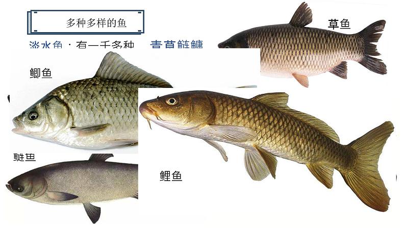 4.2.1+脊椎动物（一）鱼类（教学课件）-2022-2023学年八年级生命科学同步精品课堂（沪教版第二册）第5页