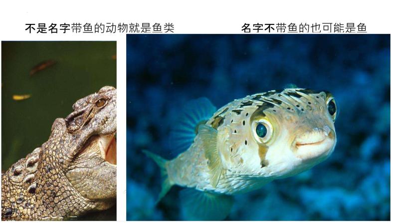 4.2.1+脊椎动物（一）鱼类（教学课件）-2022-2023学年八年级生命科学同步精品课堂（沪教版第二册）07