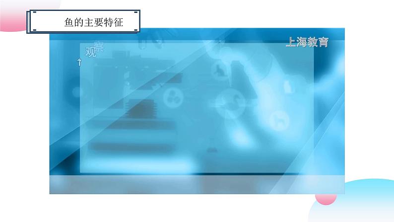 4.2.1+脊椎动物（一）鱼类（教学课件）-2022-2023学年八年级生命科学同步精品课堂（沪教版第二册）第8页