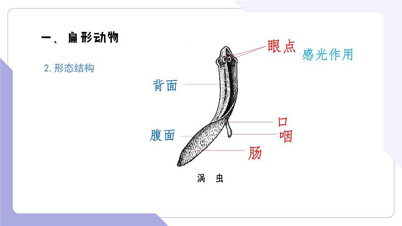 4.2.2 无脊椎动物（二） 扁形动物、线虫动物（教学课件）-2022-2023学年八年级生命科学同步精品课堂（沪教版第二册）第5页