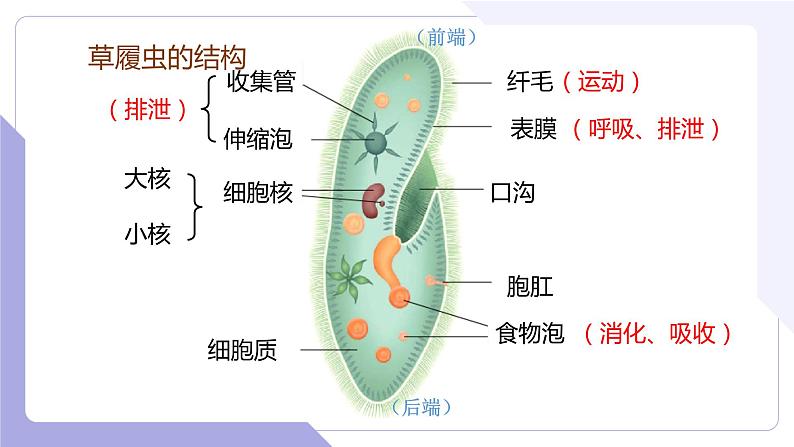 4.2.2+无脊椎动物+（一）原生、腔肠动物（教学课件）-2022-2023学年八年级生命科学同步精品课堂（沪教版第二册）第5页