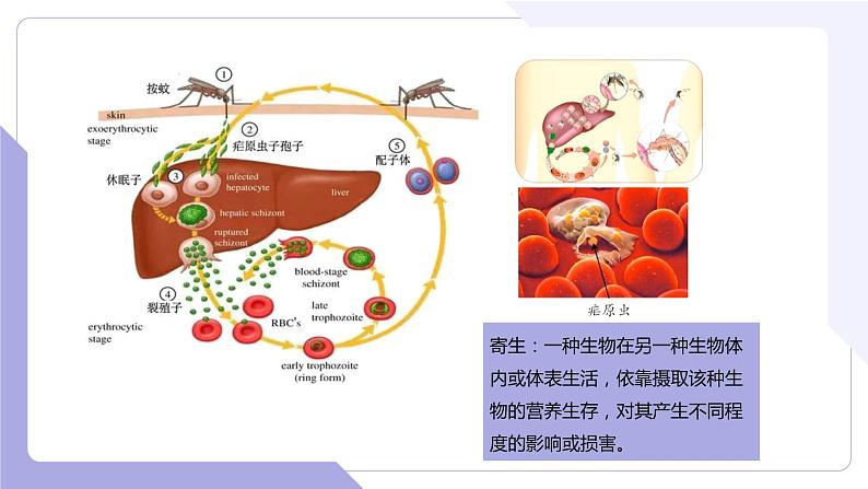 4.2.2+无脊椎动物+（一）原生、腔肠动物（教学课件）-2022-2023学年八年级生命科学同步精品课堂（沪教版第二册）第8页