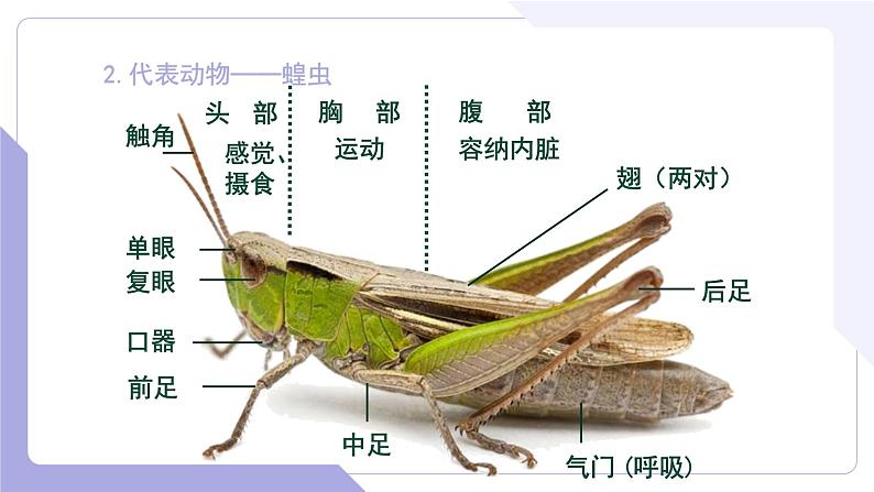 4.2.2+无脊椎动物+（四）节肢动物、棘皮动物（教学课件）-2022-2023学年八年级生命科学同步精品课堂（沪教版第二册）07