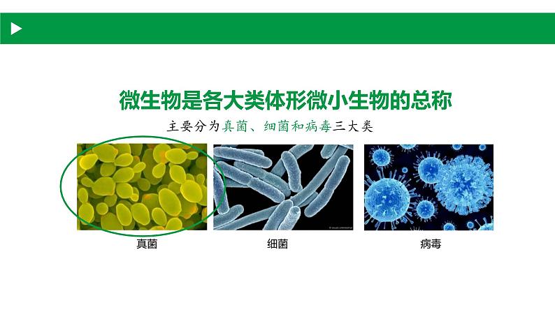 4.3.1 微生物（一）真菌（教学课件）-2022-2023学年八年级生命科学同步精品课堂（沪教版第二册）01